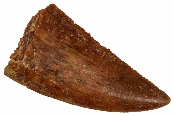 Serrated Raptor Tooth - Real Dinosaur Tooth #333392